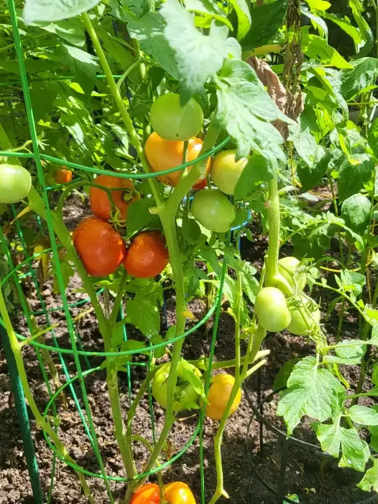tomatoes