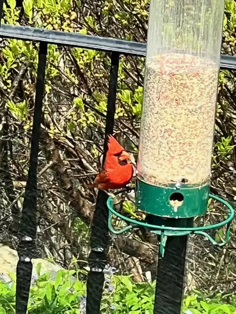 cardinal