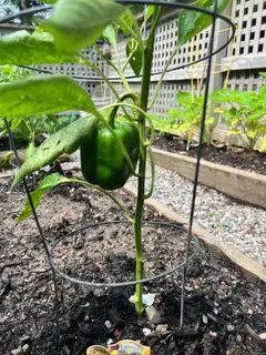 The Summer Harvest Part 2 -2