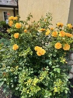 dogs with beefsteaks