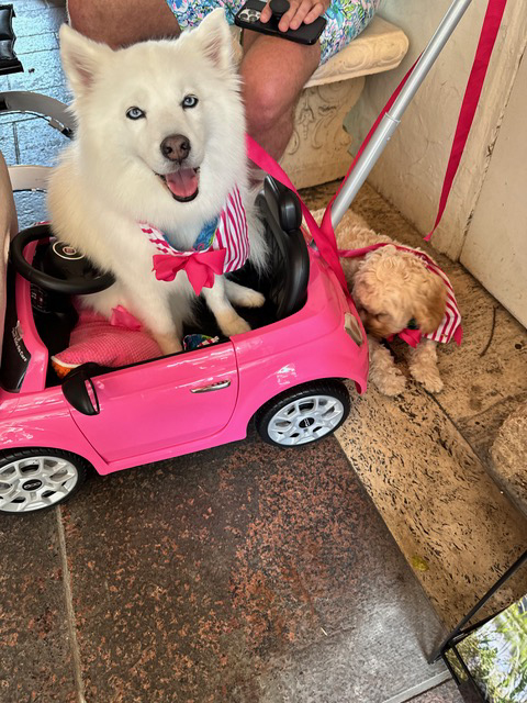 31st annual Worth Avenue Pet Parade and Costume Contest 3